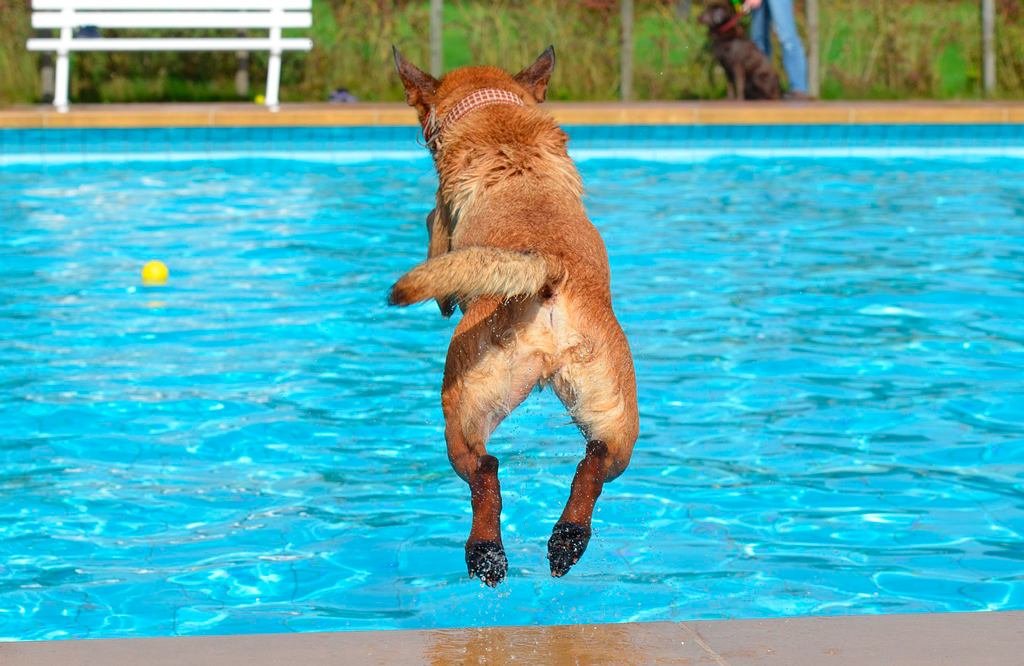 Jornada de puertas abiertas para perros en piscina municipal San Fernando